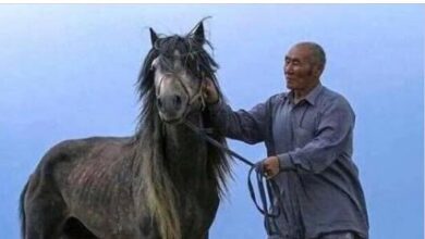Photo of Монголчууд мана-4, норов-7 уудаг хүнийг өвчнөөр бус өтөлж ү.хнэ гэж ярьдаг гэнээ…