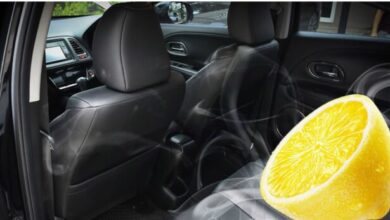 Photo of Туршлагатай жолооч нар машиндаа яагаад нимбэг авч явдгийн нууцыг шинэхэн жолооч нар огтхон ч ойлгодоггүй
